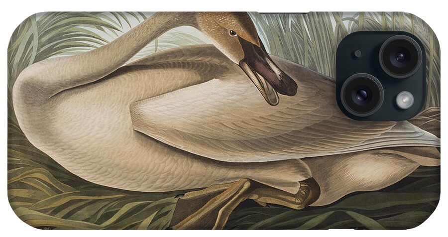 Birds iPhone Case featuring the painting Trumpeter Swan by John James Audubon
