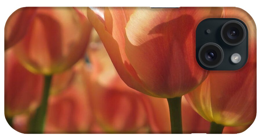 Tulips In Spring iPhone Case featuring the photograph Tulips In Spring #3 by Alfred Ng