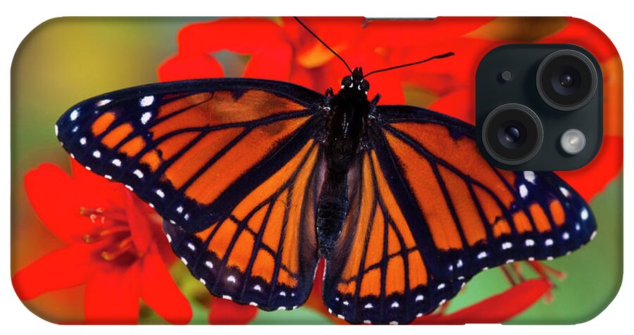Black iPhone Case featuring the photograph Viceroy Butterfly A Mimic #2 by Darrell Gulin
