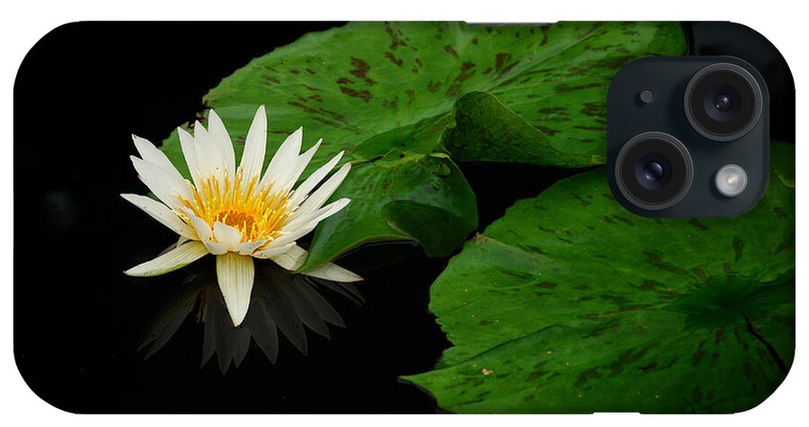Flower iPhone Case featuring the photograph Water lily #2 by Songquan Deng
