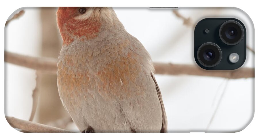 Pine Grosbeak iPhone Case featuring the photograph What's Up? #2 by Cheryl Baxter