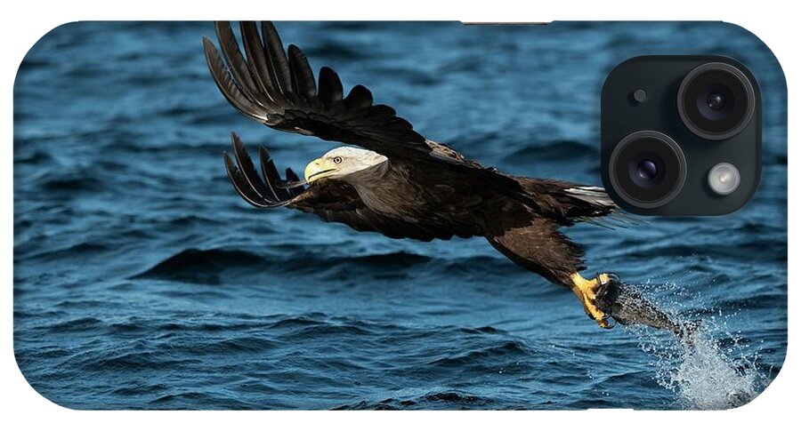 White-tailed Eagle iPhone Case featuring the photograph White-tailed Eagle Hunting #2 by Dr P. Marazzi/science Photo Library
