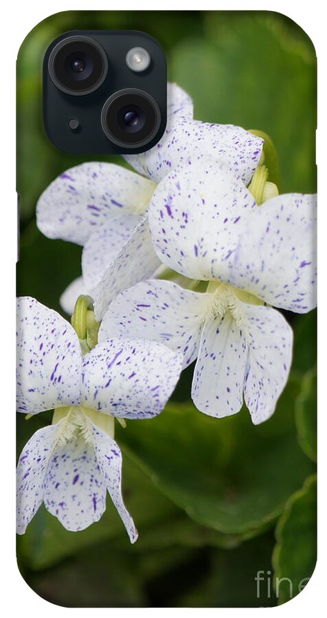 Wild Violets iPhone Case featuring the photograph Wild Violet Flowers #2 by Robert E Alter Reflections of Infinity