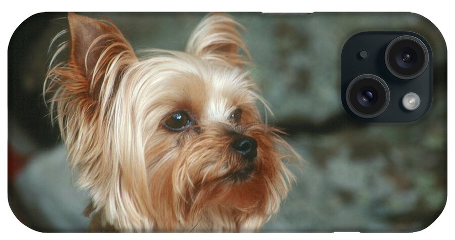 Animal iPhone Case featuring the photograph Yorkshire Terrier #2 by Bonnie Sue Rauch