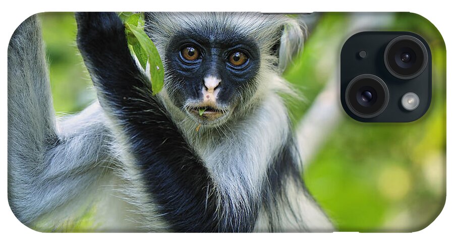 Thomas Marent iPhone Case featuring the photograph Zanzibar Red Colobus In Tree Jozani #2 by Thomas Marent