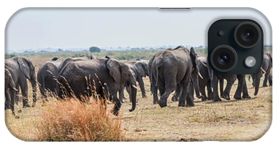 Photography iPhone Case featuring the photograph African Elephants Loxodonta Africana #24 by Panoramic Images
