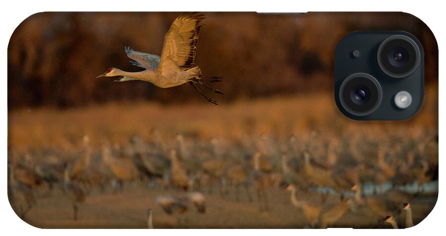 Selective Focus iPhone Case featuring the photograph Sandhill Migration #24 by Jeffrey Phelps