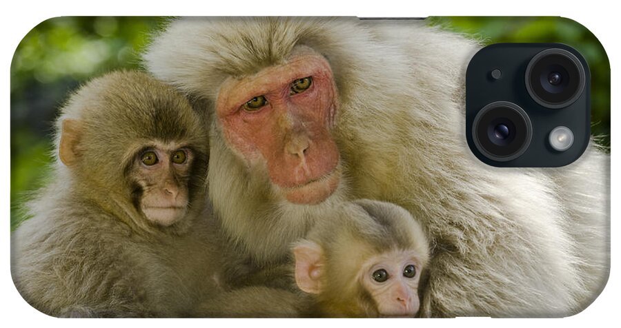Asia iPhone Case featuring the photograph Snow Monkeys, Japan #26 by John Shaw