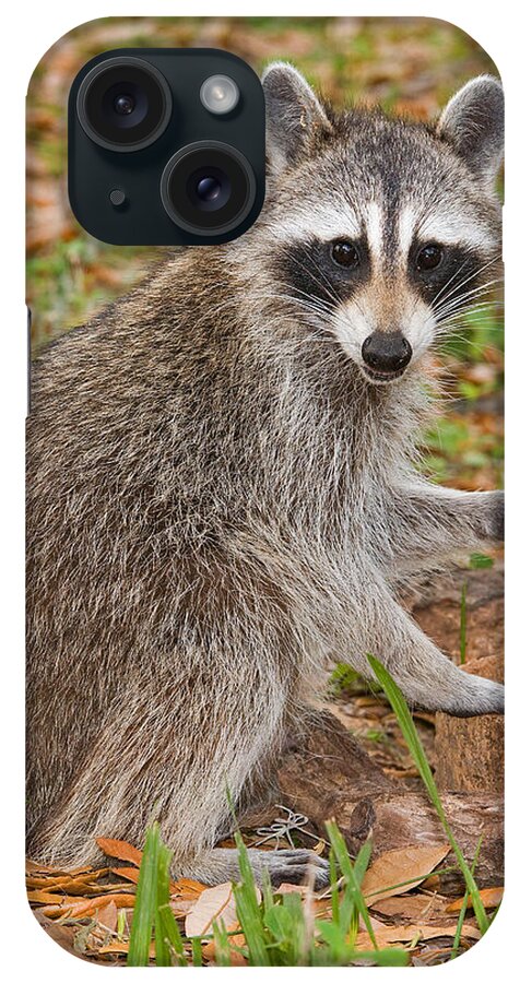 Raccoon (procyon Lotor) iPhone Case featuring the photograph Raccoon #27 by Millard H. Sharp