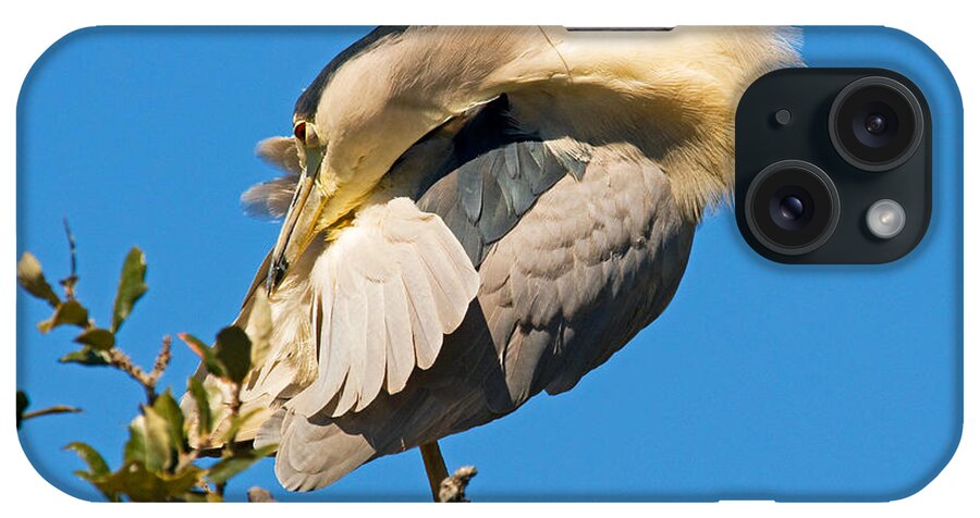 Nature iPhone Case featuring the photograph Black-crowned Night Heron #29 by Millard H. Sharp