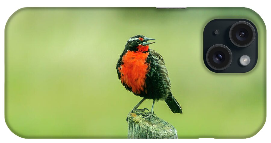 Bird iPhone Case featuring the photograph Chile, Patagonia #29 by Jaynes Gallery