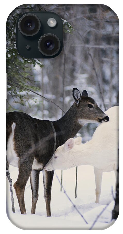 Nature iPhone Case featuring the photograph Albino And Normal White-tailed Deer #3 by Thomas & Pat Leeson