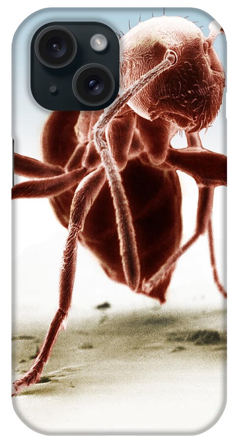 Ant iPhone Case featuring the photograph Ant #3 by David M. Phillips
