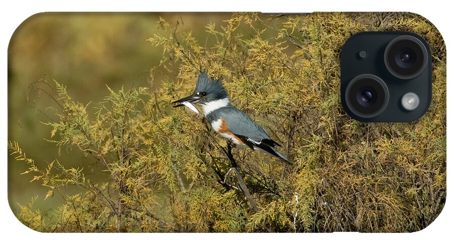 Vertical iPhone Case featuring the photograph Belted Kingfisher With Fish #3 by Anthony Mercieca