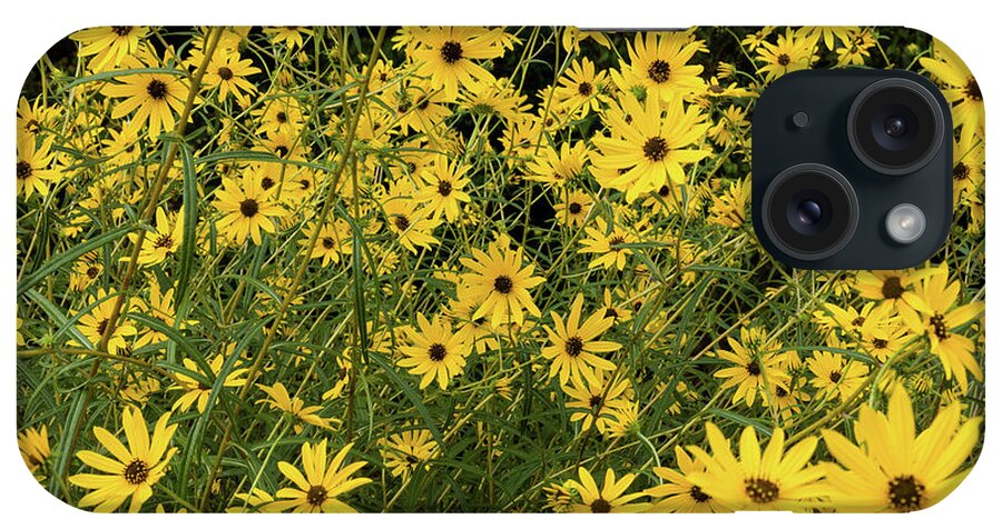 Photography iPhone Case featuring the photograph Black-eyed Susans In Bloom, Atlanta #3 by Panoramic Images