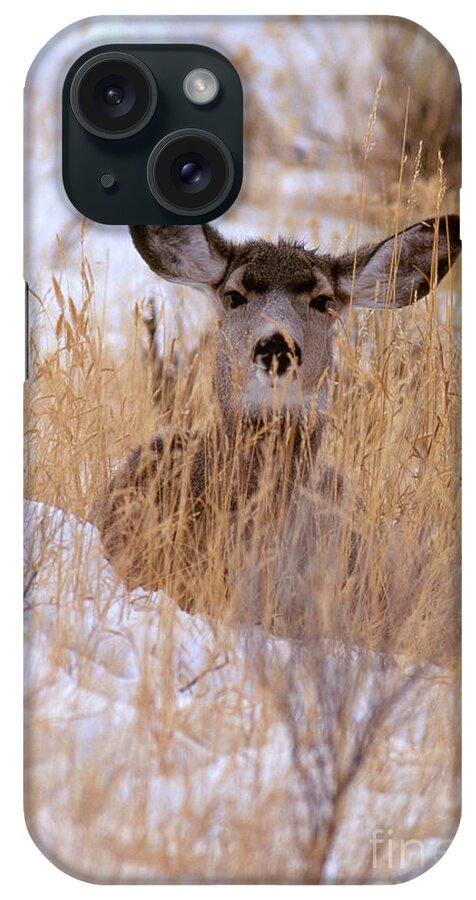 Animal iPhone Case featuring the photograph Blacktail Or Mule Deer #5 by Art Wolfe
