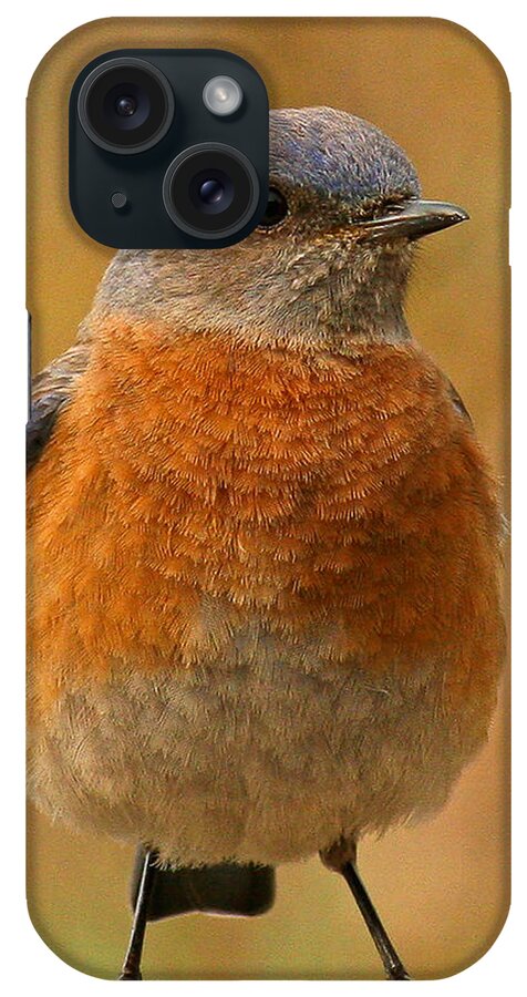 Animals iPhone Case featuring the photograph Bluebird #3 by Jean Noren