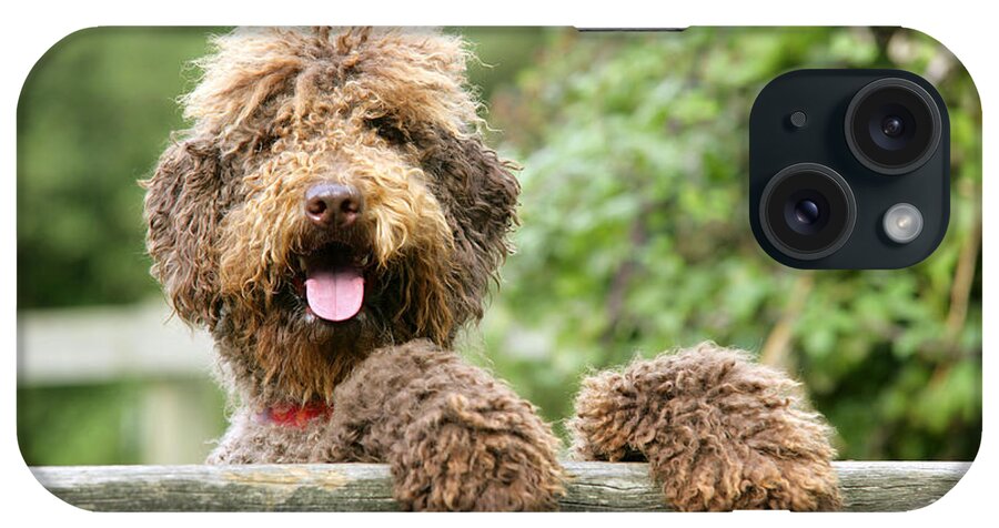 Dog iPhone Case featuring the photograph Brown Labradoodle #3 by John Daniels