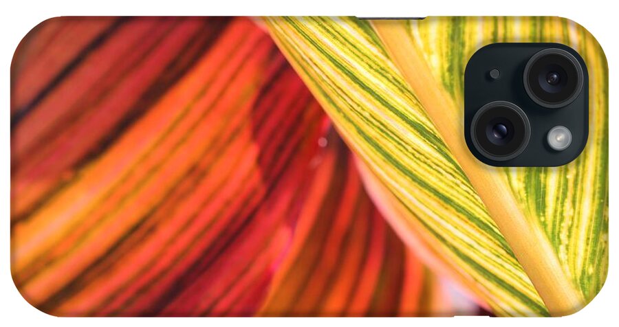 Mccombie iPhone Case featuring the photograph Canna Lily named Durban #1 by J McCombie