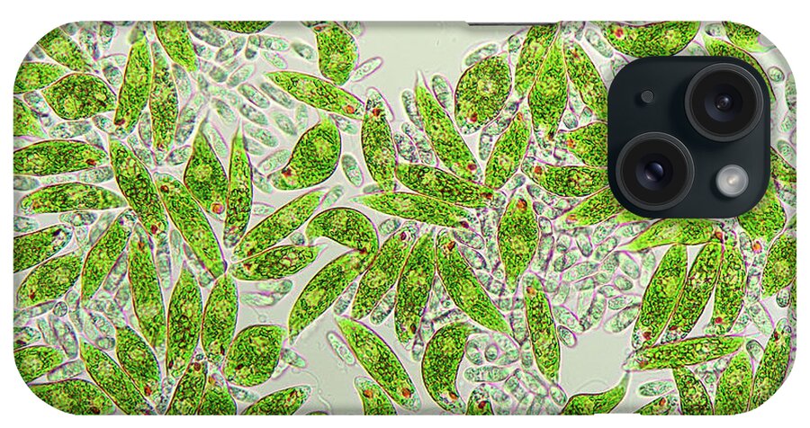 Nobody iPhone Case featuring the photograph Euglena Protozoa #3 by Marek Mis