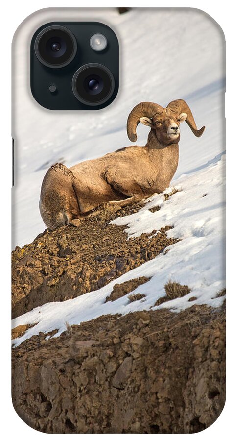 Bighorn Sheep iPhone Case featuring the photograph First Light #3 by Sandy Sisti