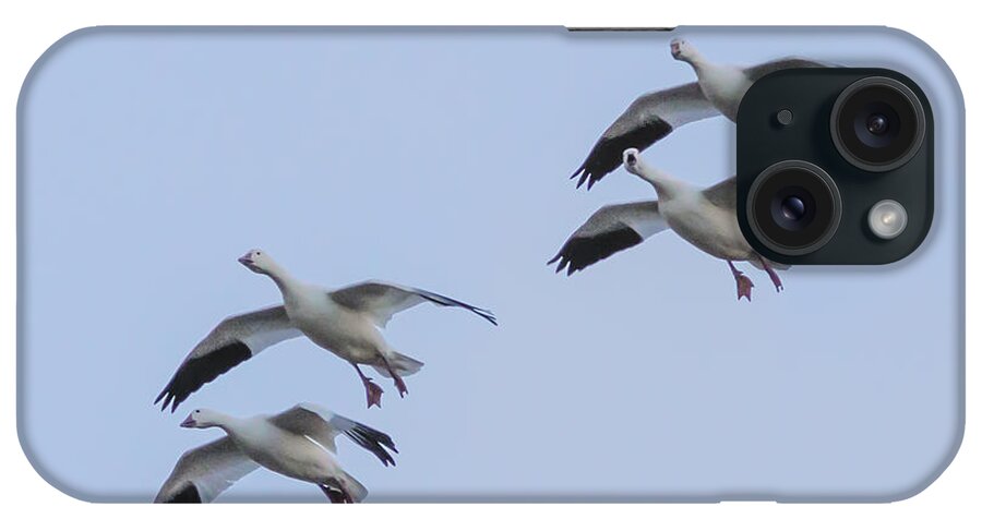 Bosque Del Apache iPhone Case featuring the photograph Flying Snow Geese #3 by Jean Noren