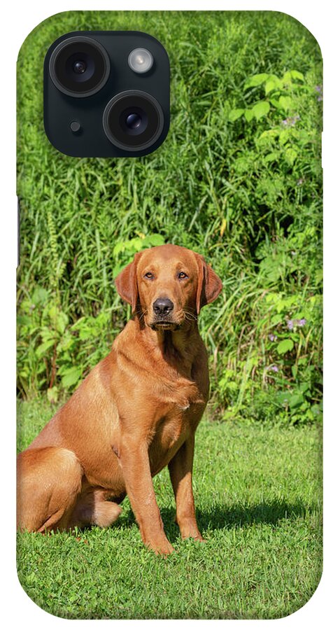 Adult Dog iPhone Case featuring the photograph Fox Red Labrador Retriever #3 by Linda Arndt