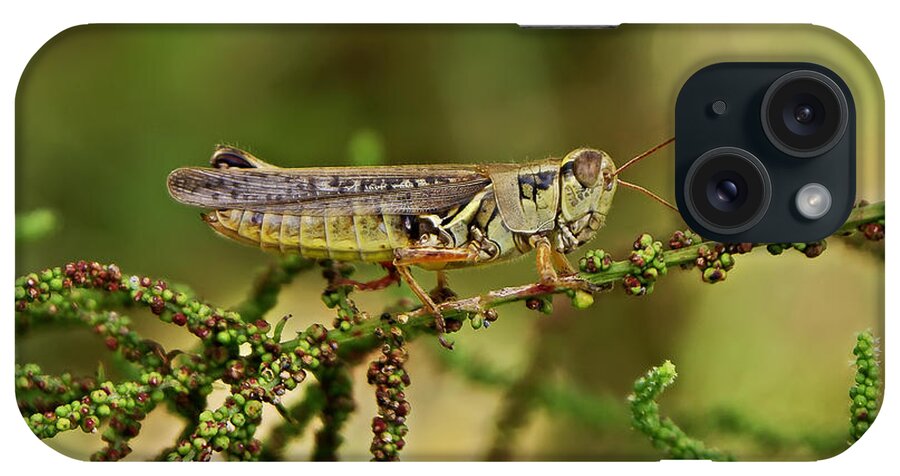 Grasshoppers iPhone Case featuring the photograph Grasshopper #3 by Olga Hamilton