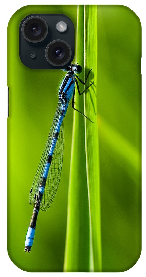 Damselfly iPhone Case featuring the photograph Hagen's Bluet #1 by Bill Morgenstern