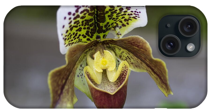 Flowers iPhone Case featuring the photograph Lady Slipper #3 by Sue Morris