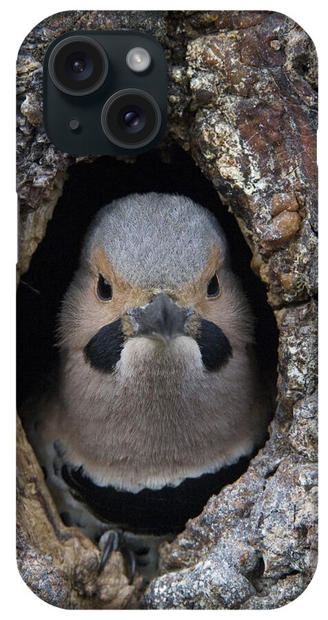 Michael Quinton iPhone Case featuring the photograph Northern Flicker In Nest Cavity Alaska #3 by Michael Quinton