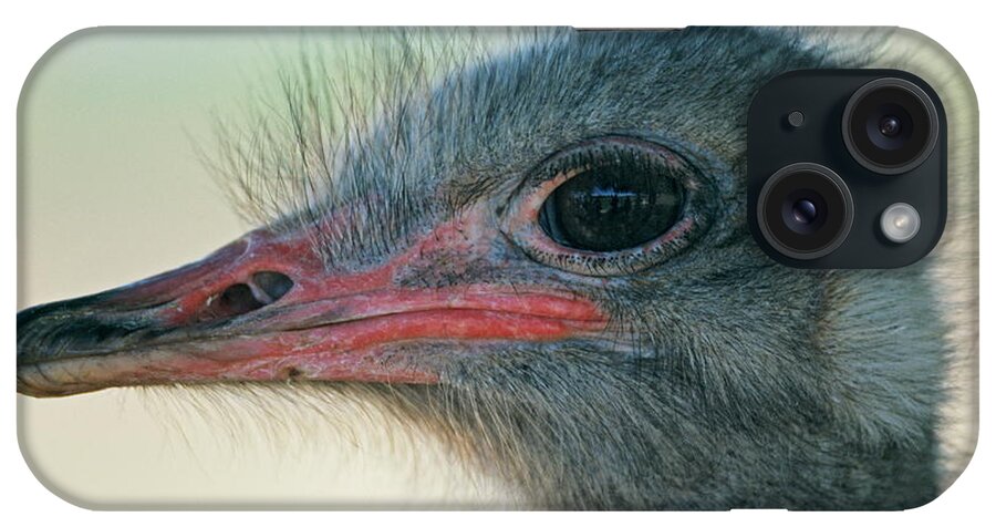 Ostrich iPhone Case featuring the photograph Ostrich #3 by Philippe Psaila/science Photo Library