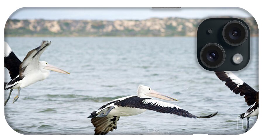 Pelican iPhone Case featuring the photograph Pelicans #3 by THP Creative