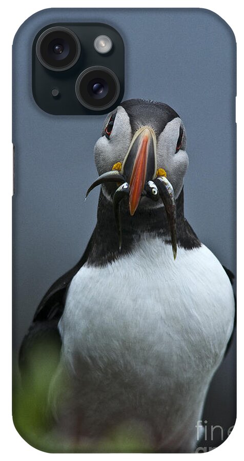 Puffin iPhone Case featuring the photograph Puffin on the lookout by Heiko Koehrer-Wagner