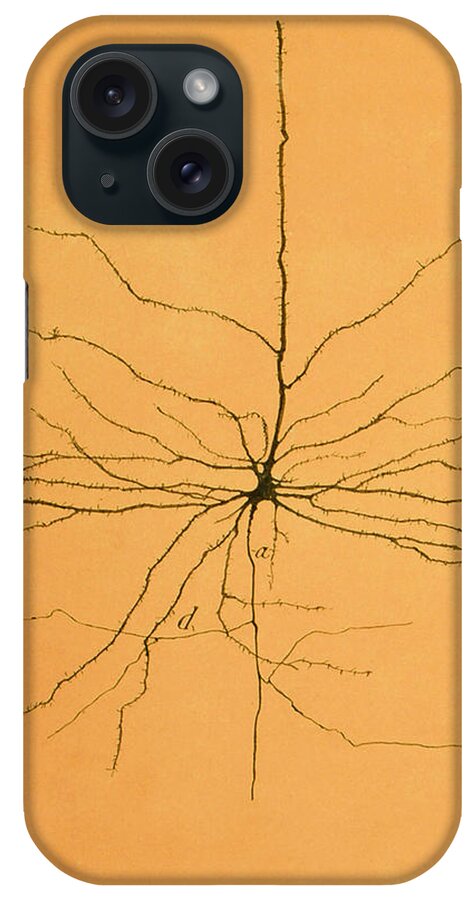 Pyramidal Cell iPhone Case featuring the photograph Pyramidal Cell In Cerebral Cortex, Cajal #4 by Science Source