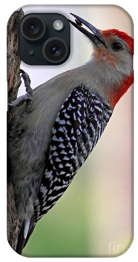 Red-bellied Woodpecker iPhone Case featuring the photograph Red Bellied Woodpecker #1 by Meg Rousher