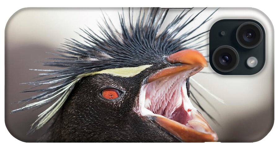 Antarctica iPhone Case featuring the photograph Rockhopper Penguin (eudyptes Chrysocome #3 by Martin Zwick