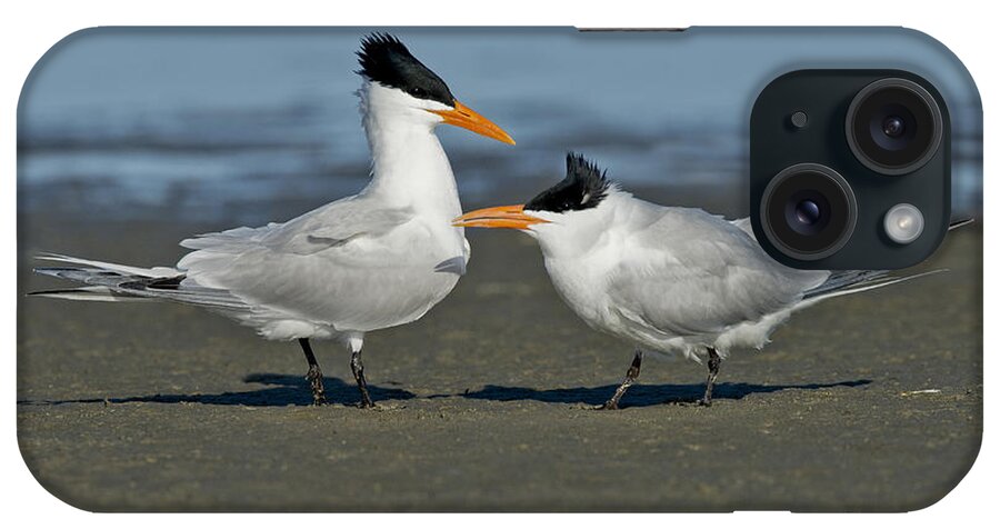 Royal Tern iPhone Case featuring the photograph Royal Terns #3 by Anthony Mercieca