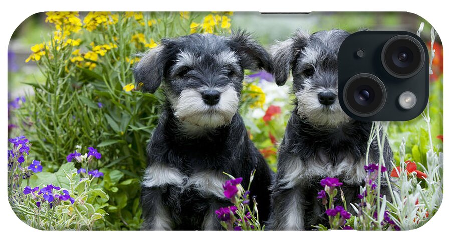 Dog iPhone Case featuring the photograph Schnauzer Puppy Dogs #3 by John Daniels