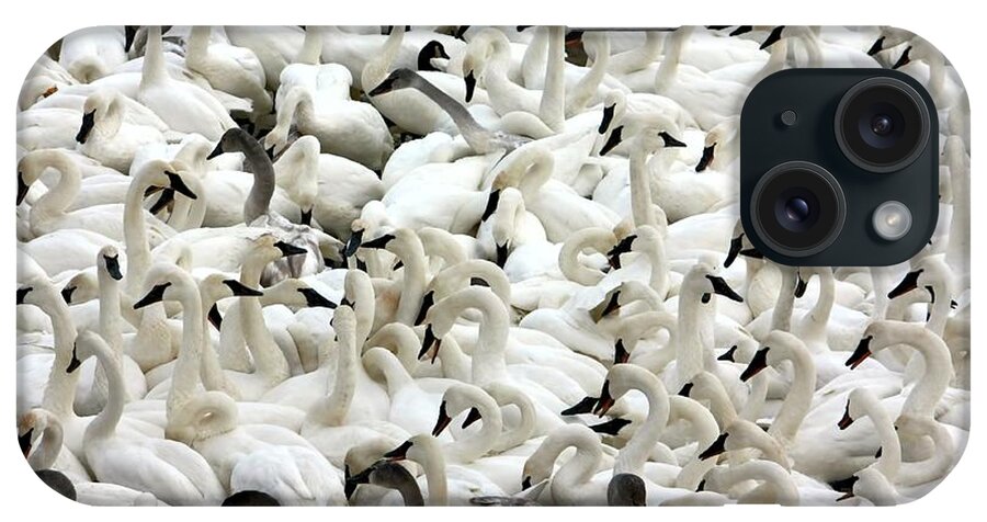 Swan iPhone Case featuring the photograph Trumpeter Swans #3 by Amanda Stadther