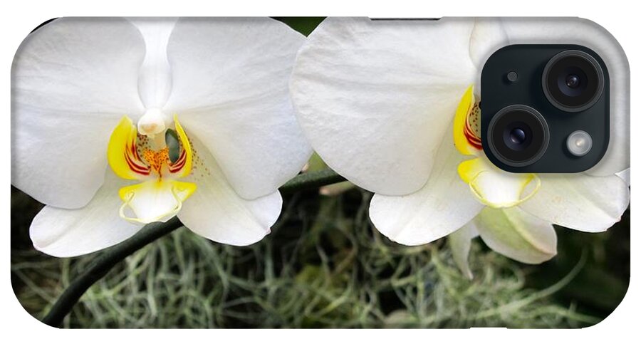 Orchid iPhone Case featuring the photograph White orchids by Sue Morris