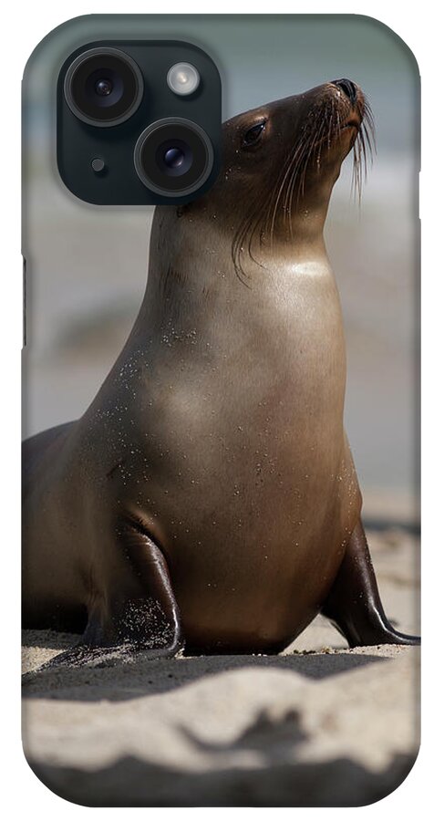 Animal iPhone Case featuring the photograph USA, California, La Jolla #38 by Jaynes Gallery