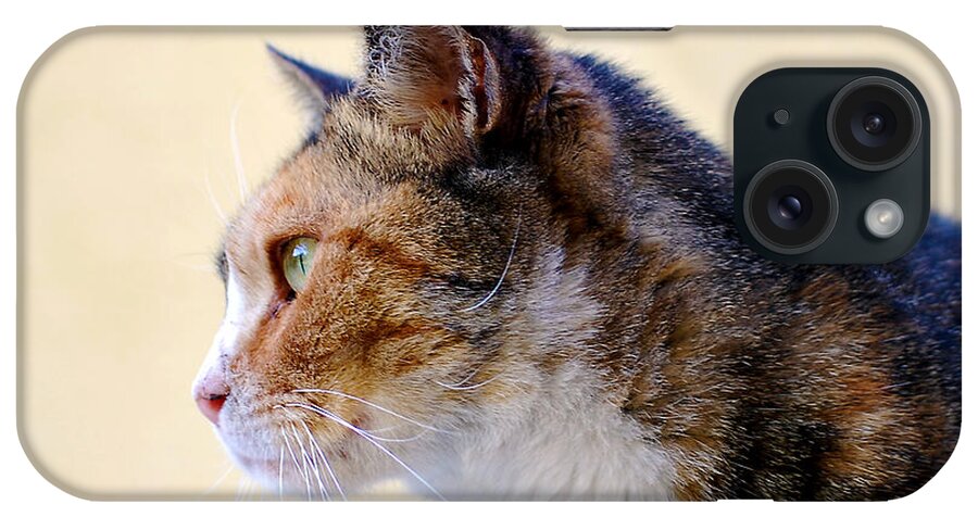 Photograph iPhone Case featuring the photograph Cat #4 by Larah McElroy