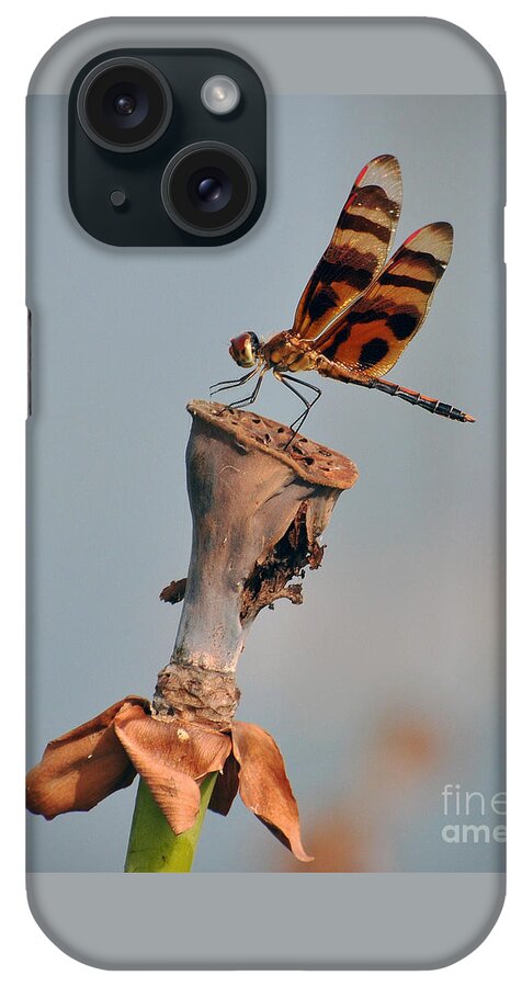 Dragonfly iPhone Case featuring the photograph Dragonfly #3 by Savannah Gibbs