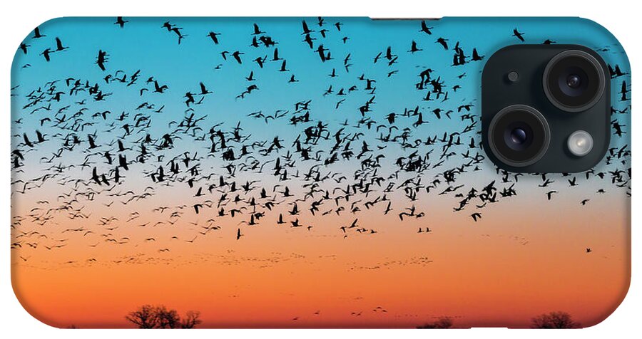 Nature iPhone Case featuring the photograph Flock Of Sandhill Crane Antigone #4 by Tyler D. Rickenbach