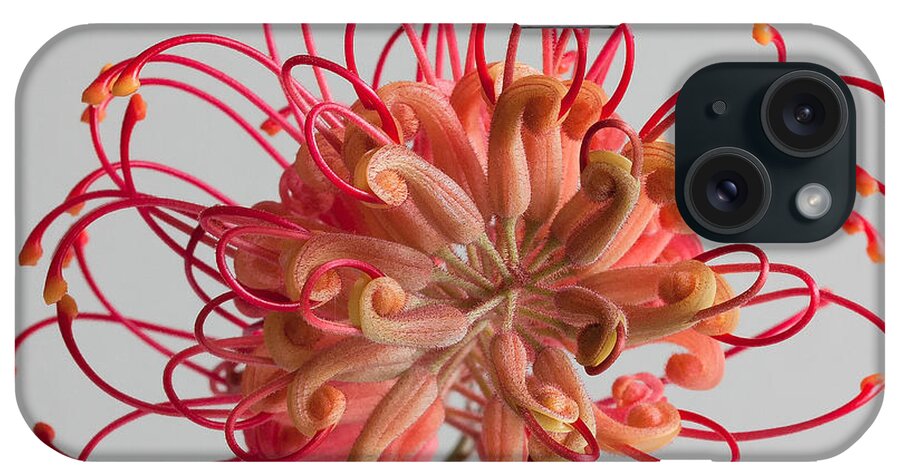 Grevillea iPhone Case featuring the photograph Grevillea flower by Shirley Mitchell