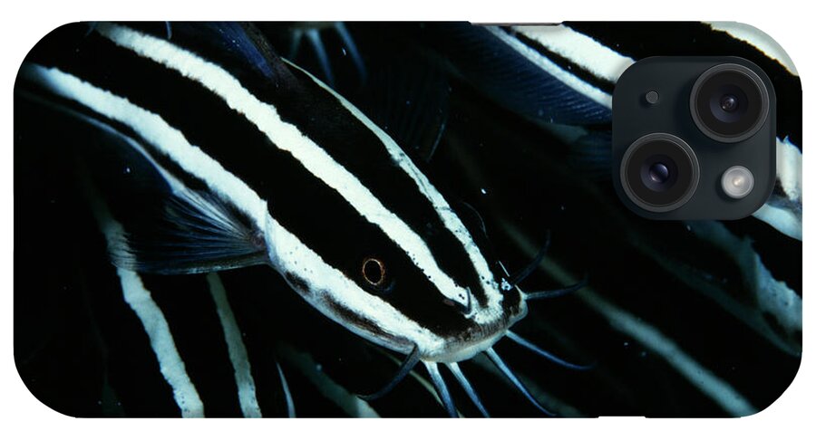 Animals iPhone Case featuring the photograph Juvenile Catfish #4 by Matthew Oldfield/science Photo Library