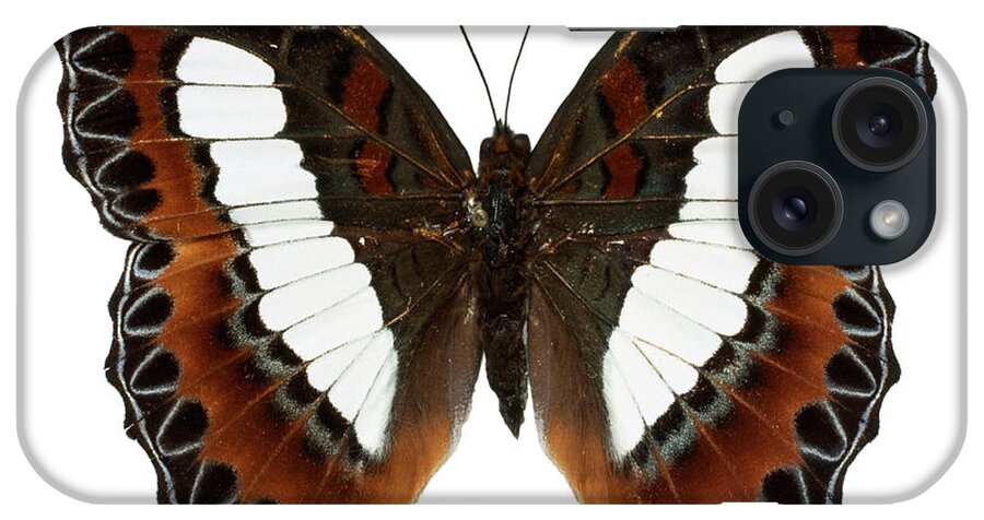 Animal iPhone Case featuring the photograph Moduza Nuydai #4 by Natural History Museum, London