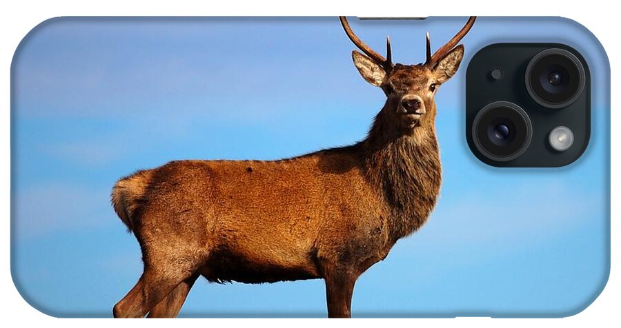 Red Deer Stag iPhone Case featuring the photograph Red deer stag #4 by Gavin Macrae