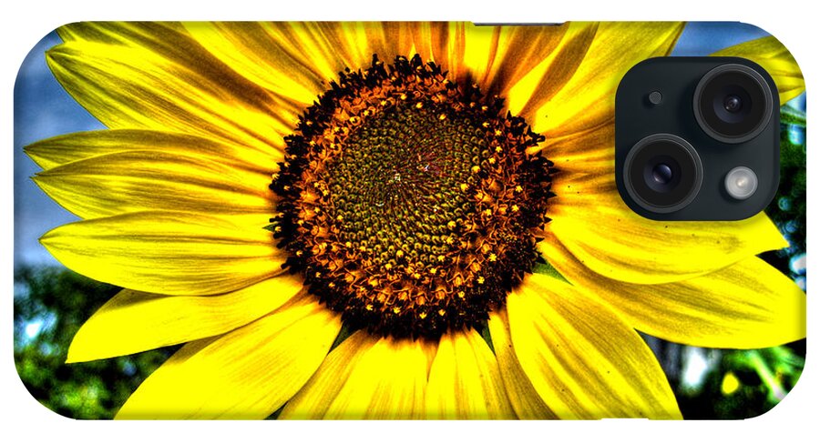 Sunflower iPhone Case featuring the photograph Sunflower by Nina Ficur Feenan
